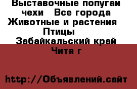 Выставочные попугаи чехи - Все города Животные и растения » Птицы   . Забайкальский край,Чита г.